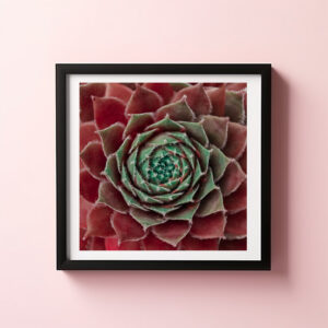 Poster: Succulent rot