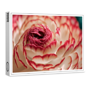 raxxa Premium-Puzzle: Ranunkel