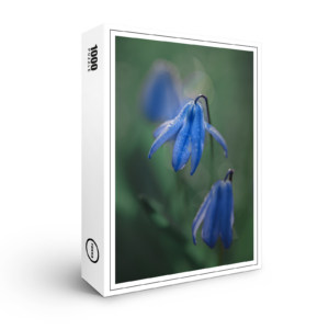 raxxa Premium-Puzzle: blaue Glockenblume
