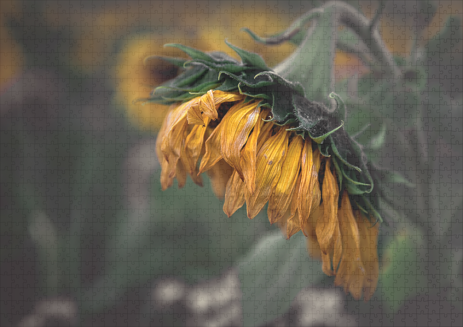 raxxa Premium-Puzzle: Sonnenblume - Imagen 2