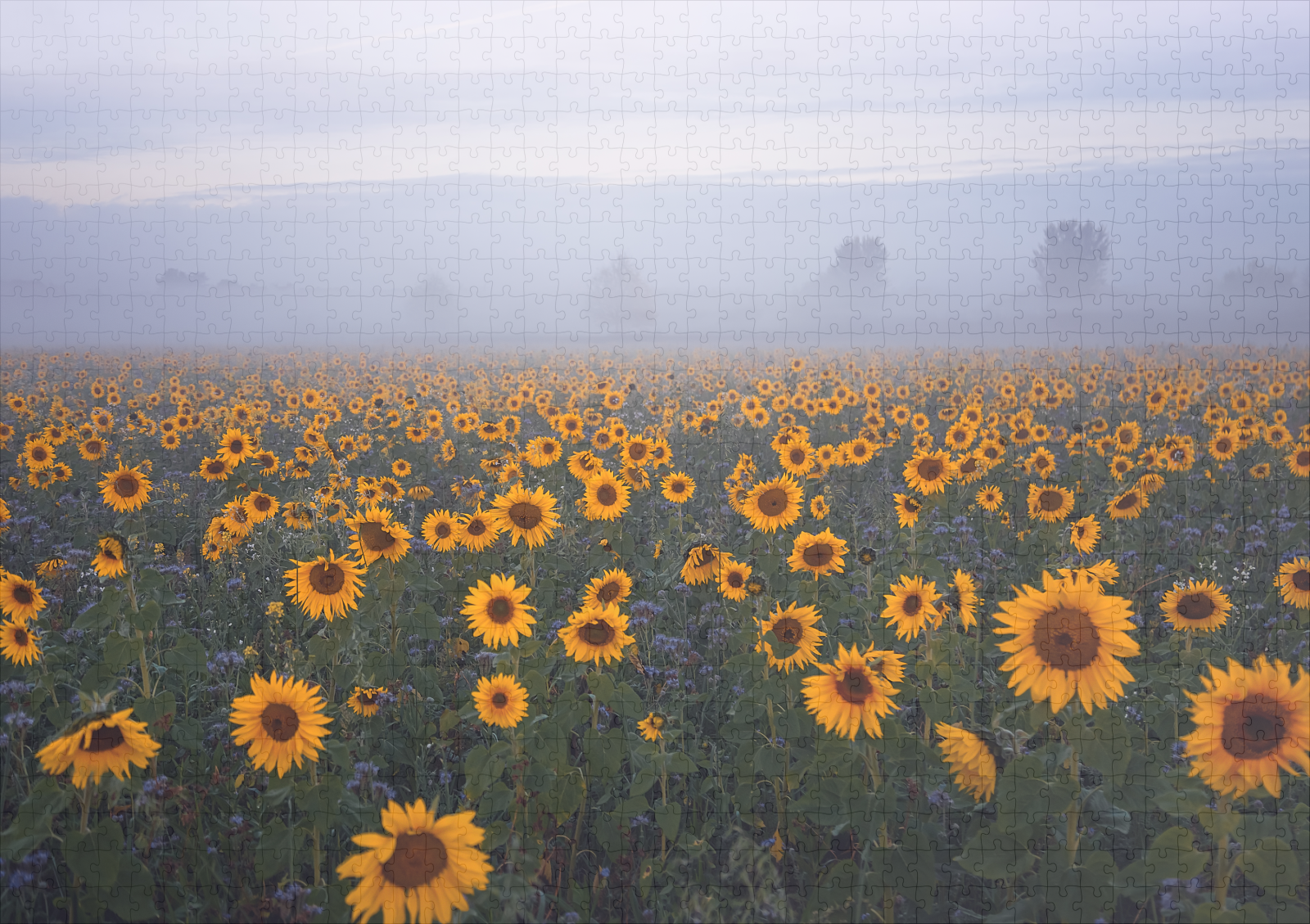 raxxa Premium-Puzzle: Sonnenblumen im Nebel – Image 2