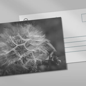 raxxa Postkarte: Wiesenbocksbart