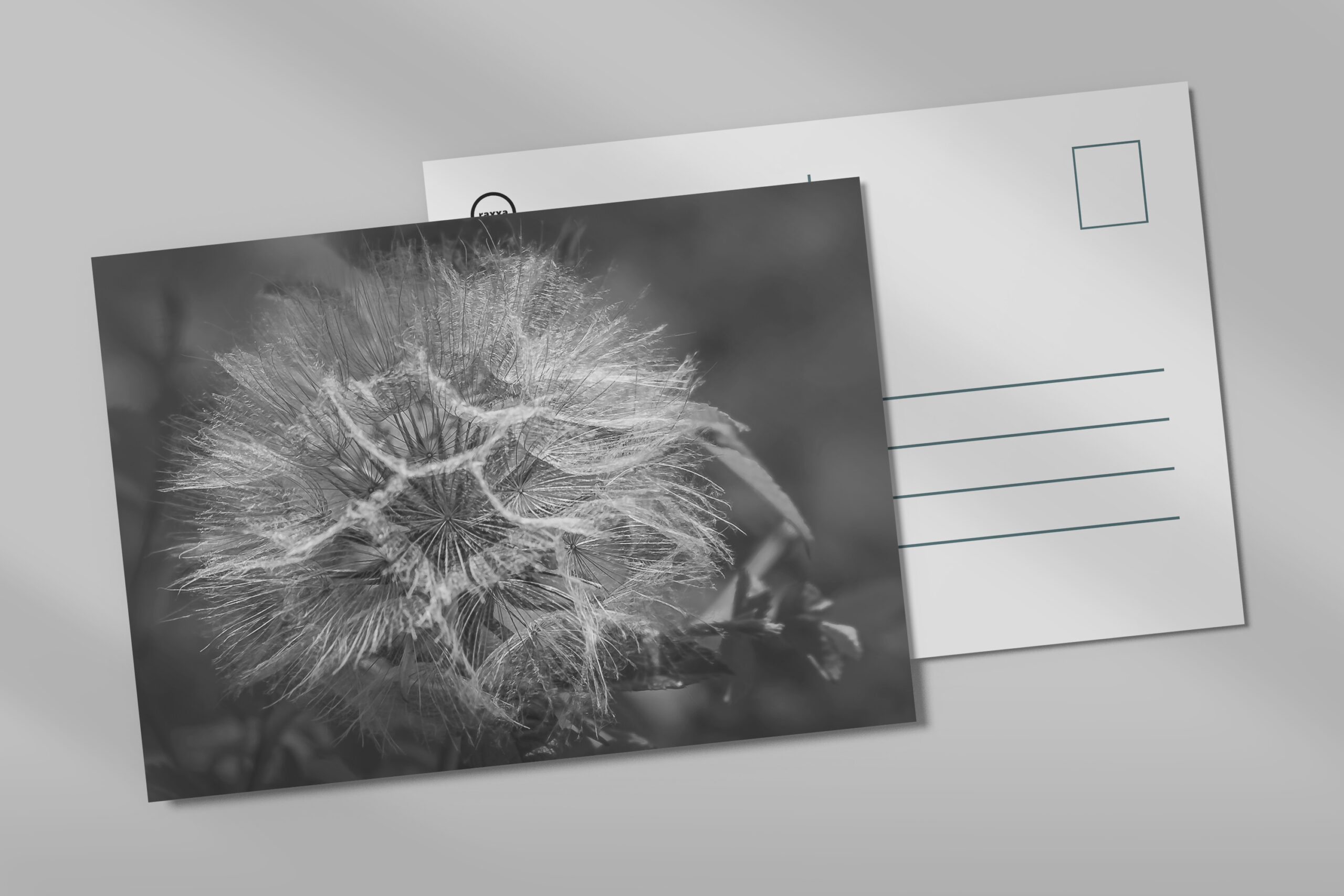raxxa Postkarte: Wiesenbocksbart