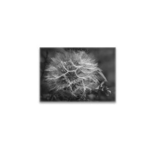raxxa Glas-Magnet: Wiesenbocksbart