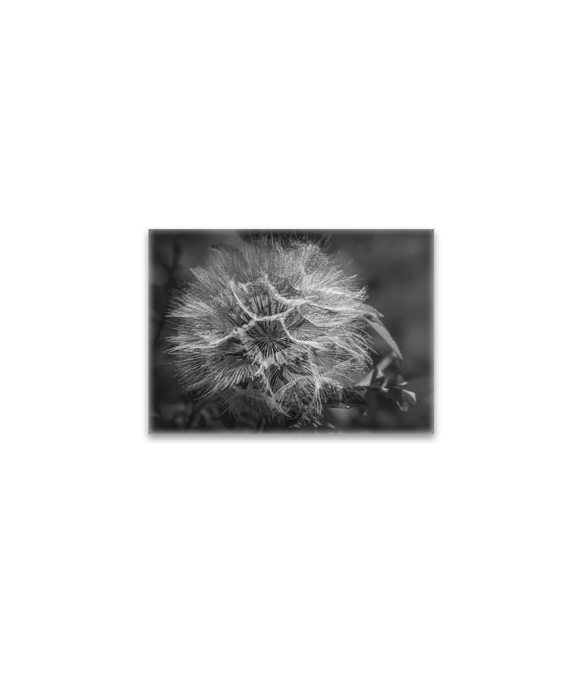 raxxa Glas-Magnet: Wiesenbocksbart