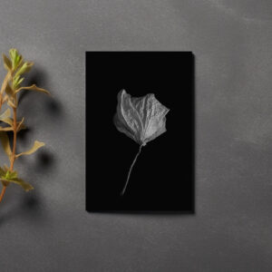raxxa Postkarte: verwelkte Schönheit 1