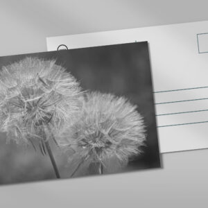 raxxa Postkarte: Pusteblumen