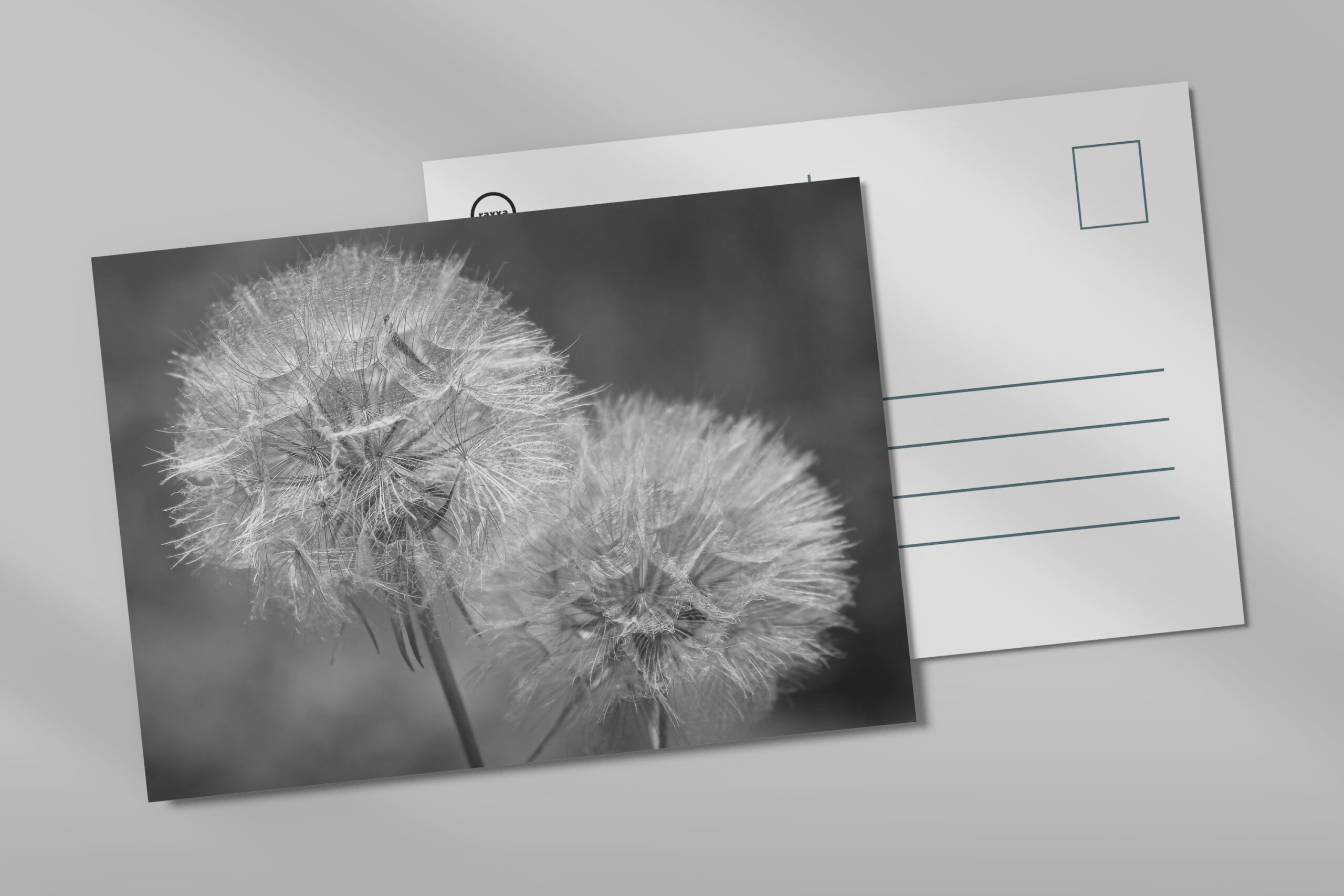 raxxa Postkarte: Pusteblumen