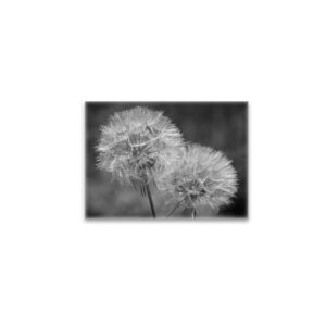 raxxa Glas-Magnet: Pusteblumen