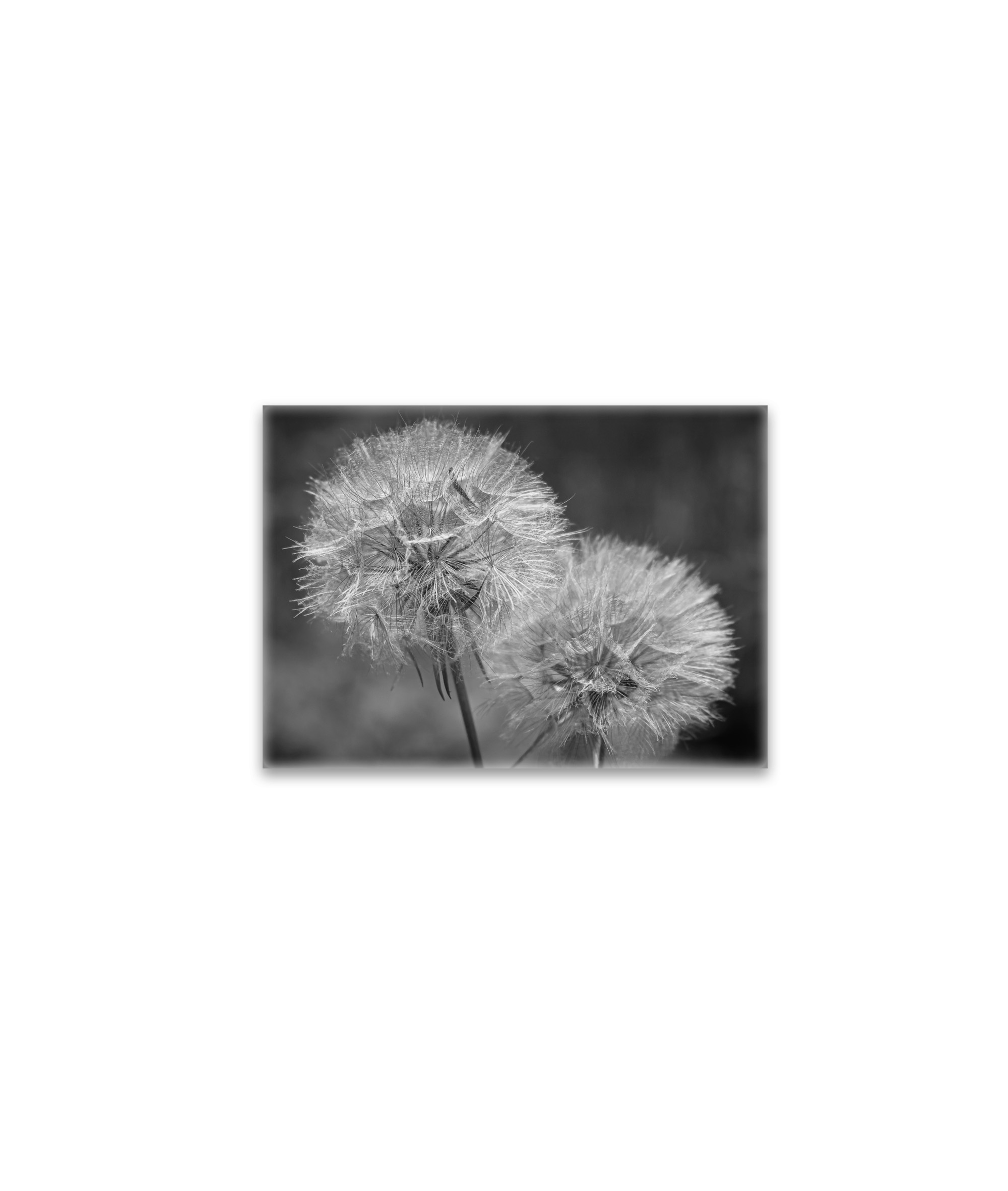 raxxa Glas-Magnet: Pusteblumen