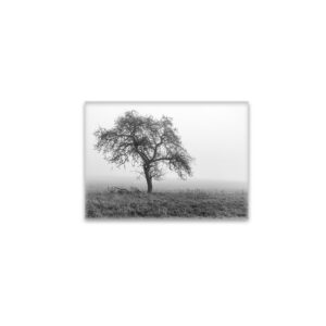 raxxa Glas-Magnet: ein Baum im Nebel