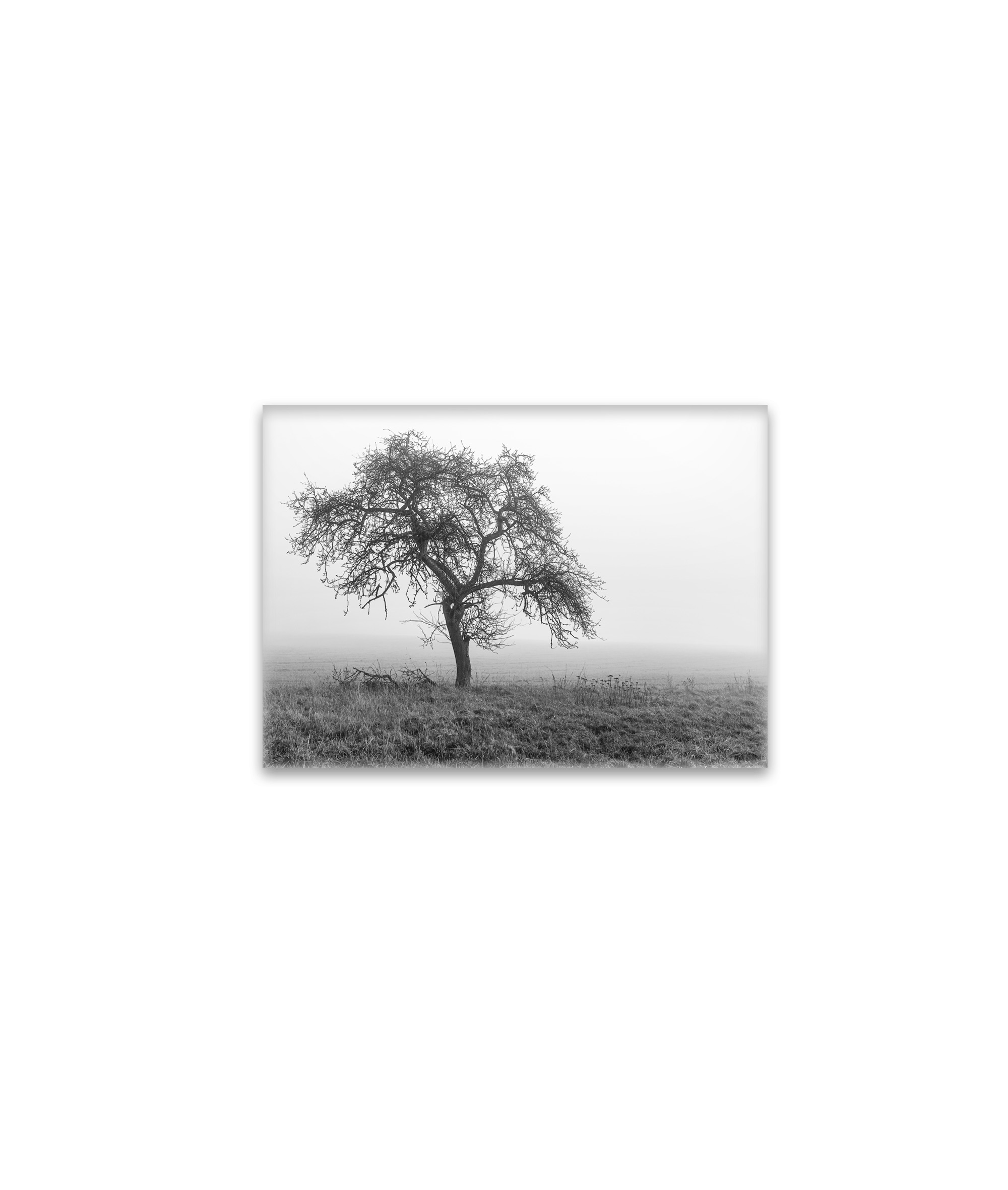 raxxa Glas-Magnet: ein Baum im Nebel
