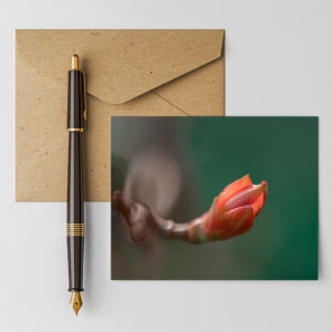 raxxa Postkarte: Knospe