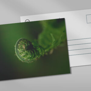 raxxa Postkarte: Farn