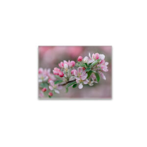 raxxa Glas-Magnet: Apfelblüte