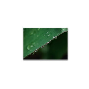 raxxa Glas-Magnet: Morgentau