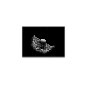 raxxa Glas-Magnet: Pusteblume 4