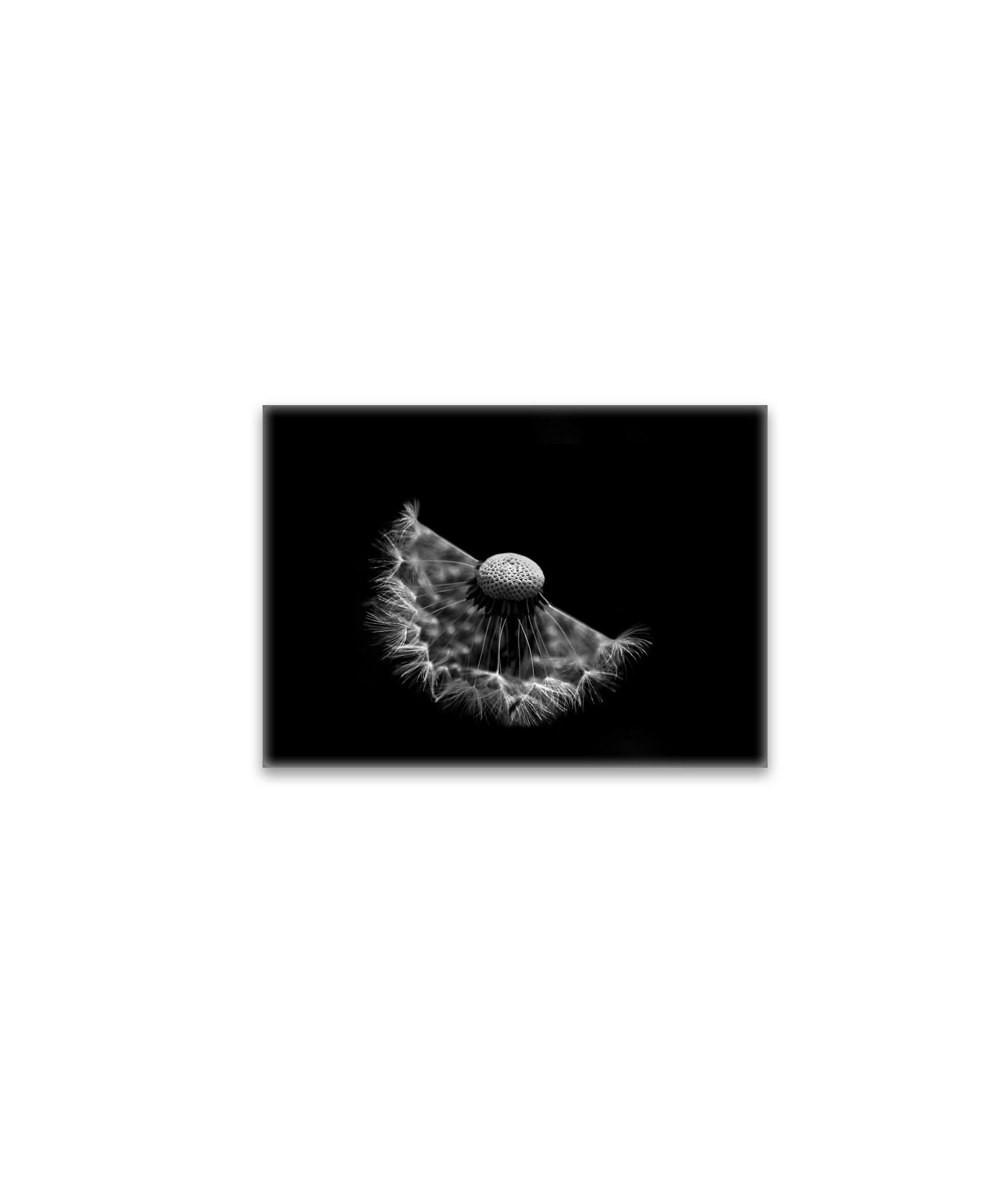 raxxa Glas-Magnet: Pusteblume 4