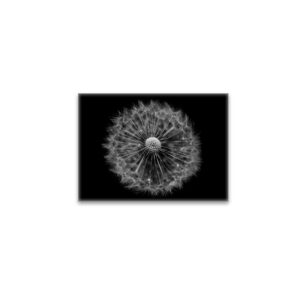raxxa Glas-Magnet: Pusteblume 2