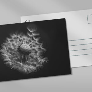 raxxa Postkarte: Pusteblume 1