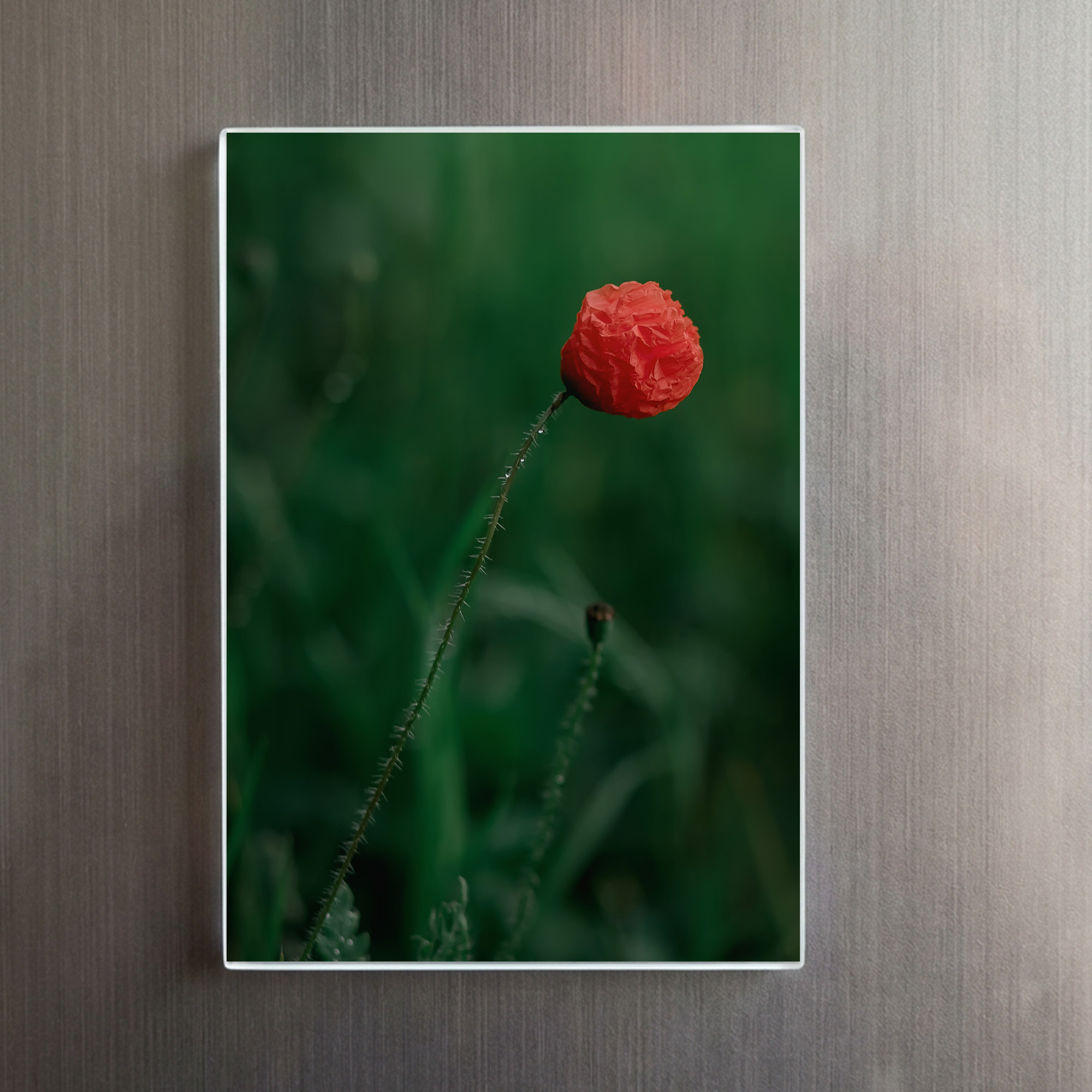 raxxa Glas-Magnet: Aufgeblüht - Image 2