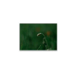 raxxa Glas-Magnet: Knospe mit Morgentau