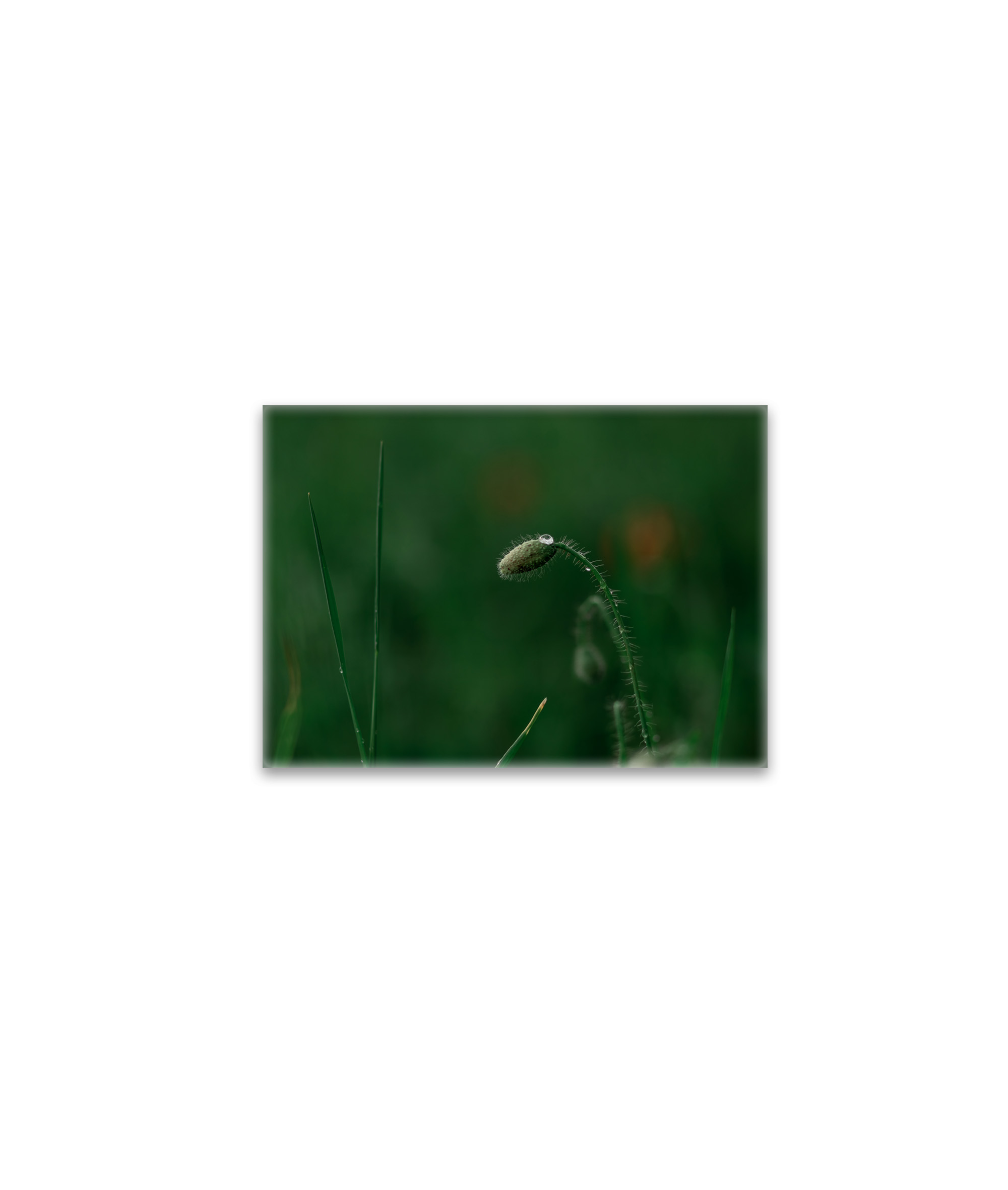 raxxa Glas-Magnet: Knospe mit Morgentau