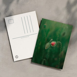 raxxa Postkarte: Das Aufblühen