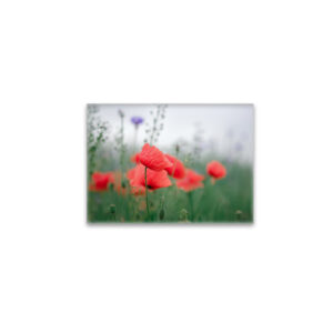 raxxa Glas-Magnet: Klatschmohn