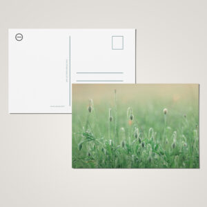 raxxa Postkarte: Mohnblumenwiese