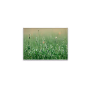 raxxa Glas-Magnet: Mohnblumenwiese