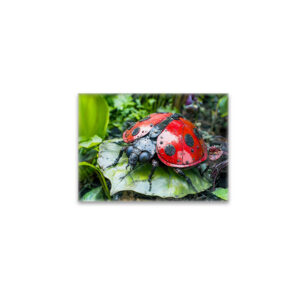 raxxa Glas-Magnet: Metal Ladybug on Leaf
