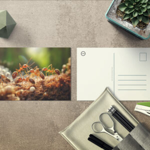 raxxa Postkarte: busy ant colony working together to carry tiny pieces of food back to their underground nest