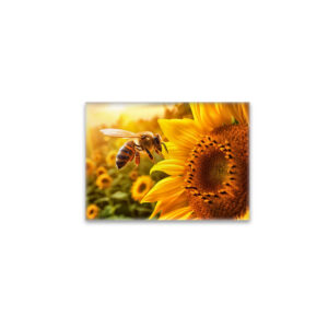 raxxa Glas-Magnet: honeybee gracefully collecting nectar from a vibrant sunflower