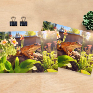 raxxa Postkarte: satisfied frog perched on a garden bed
