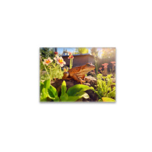 raxxa Glas-Magnet: satisfied frog perched on a garden bed