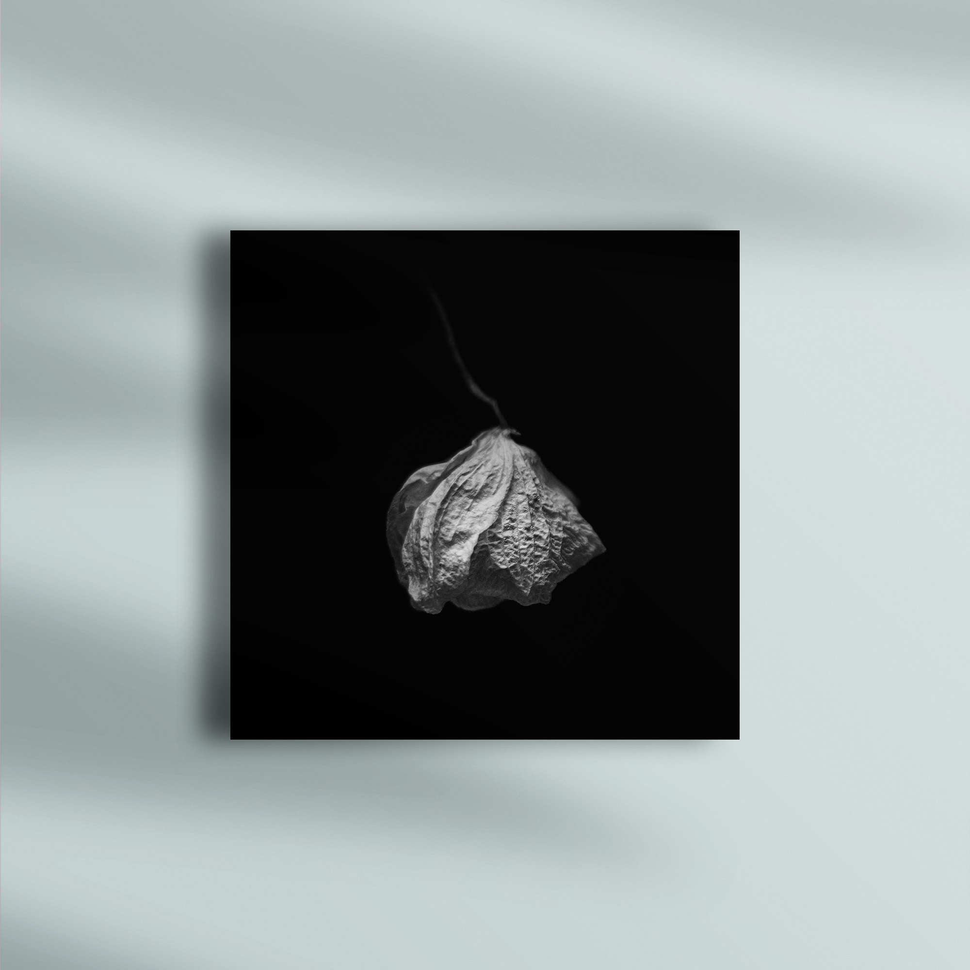 raxxa Canva: Verwelkte Schönheit 2 – Image 3
