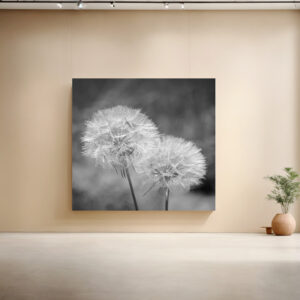 raxxa Canva: Pusteblumen