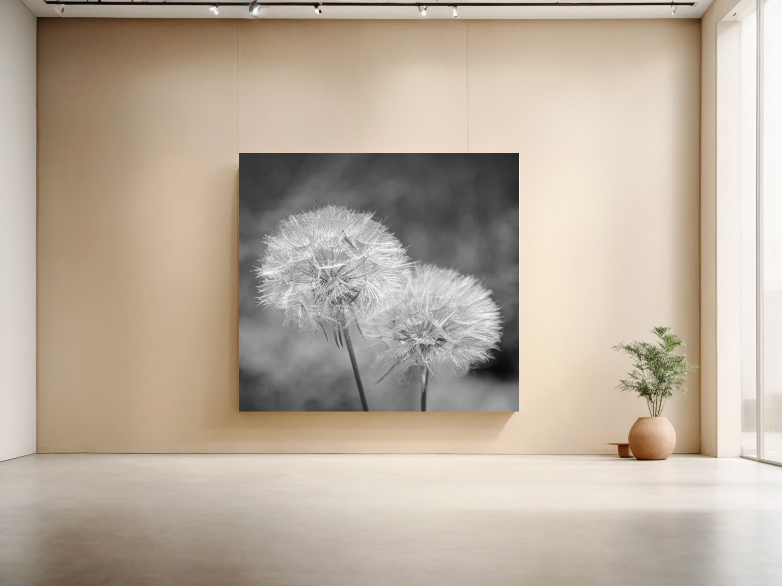 raxxa Canva: Pusteblumen