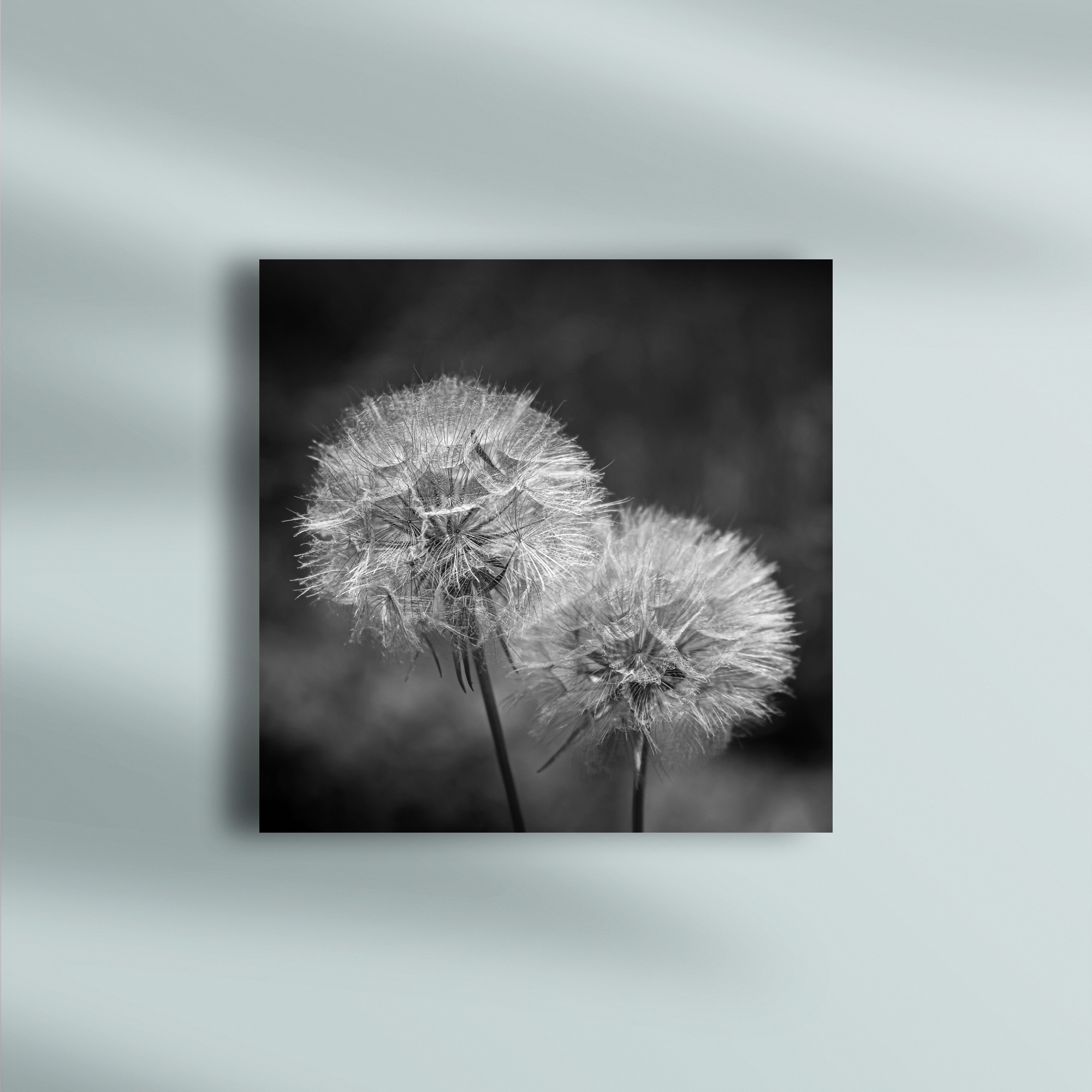 raxxa Canva: Pusteblumen - immagine 3