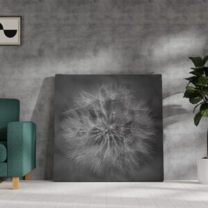 raxxa Canva: Pusteblume