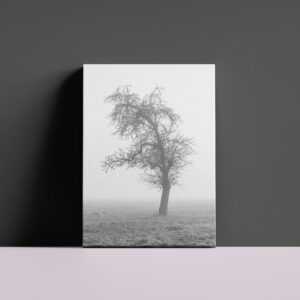 raxxa Canva: im Morgennebel