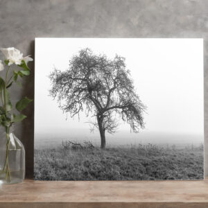 raxxa Canva: ein Baum im Nebel