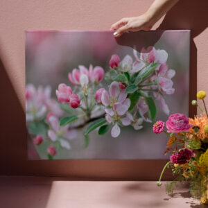 raxxa Canva: Apfelblüte