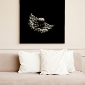 raxxa Canva: Pusteblume 4