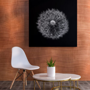 raxxa Canva: Pusteblume 2