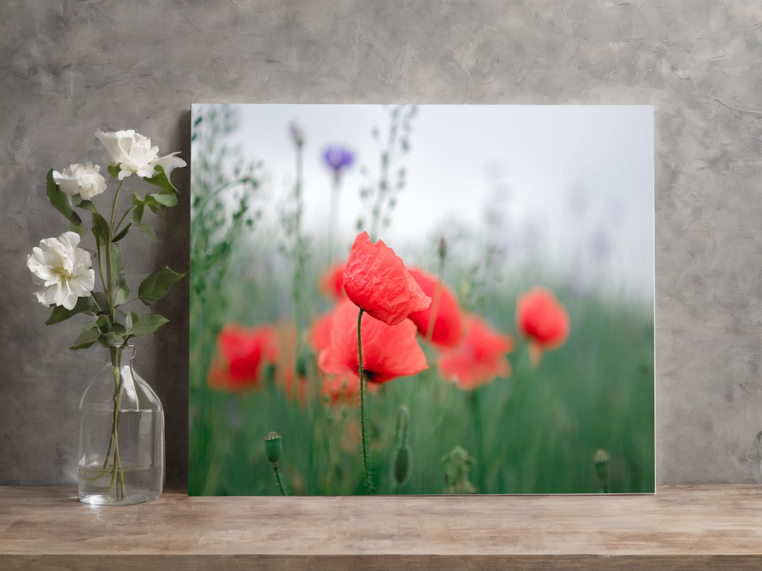 raxxa Canva: Klatschmohn – Bild 2