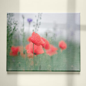 raxxa Canva: Klatschmohn