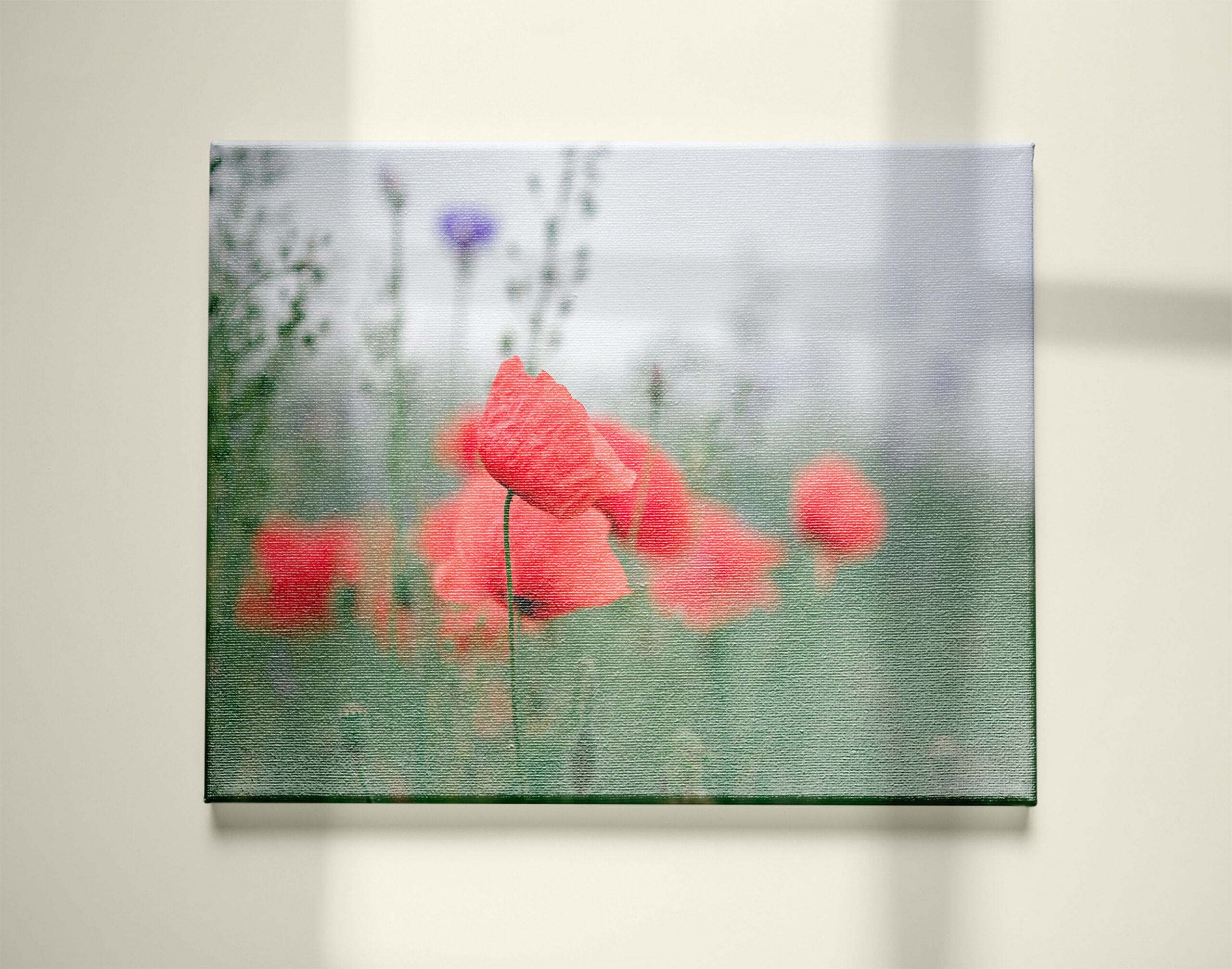 raxxa Canva: Klatschmohn