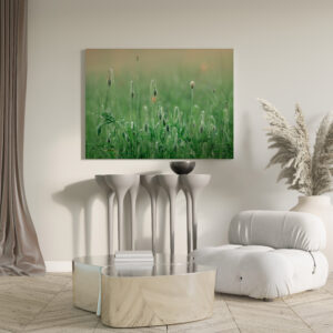 raxxa Canva: Mohnblumenwiese